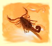 scorpion in our bathroom